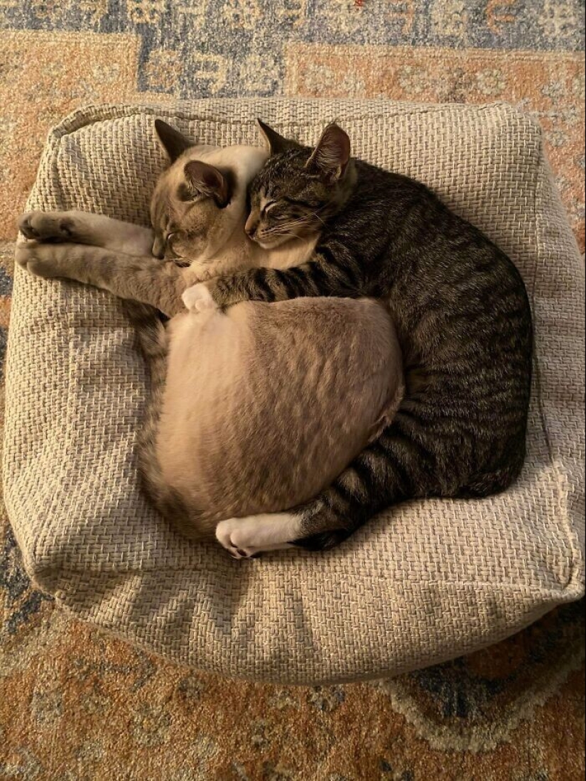 35 touching photos of animals that have been given a new life 35 touching photos of animals that have been given a new life