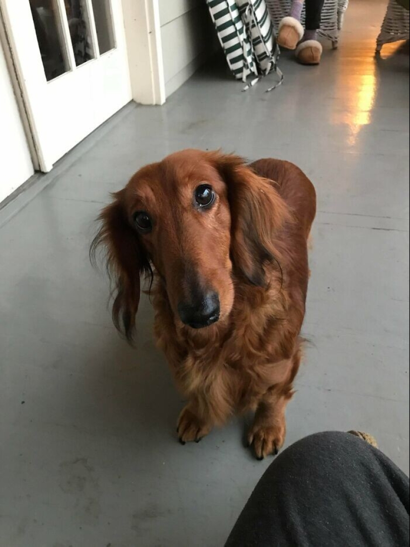 35 touching photos of animals that have been given a new life 35 touching photos of animals that have been given a new life