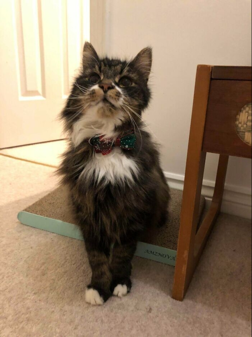 35 touching photos of animals that have been given a new life 35 touching photos of animals that have been given a new life