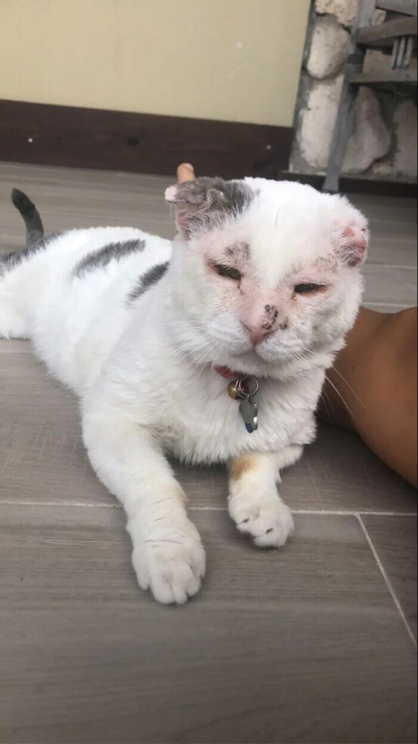 35 touching photos of animals that have been given a new life 35 touching photos of animals that have been given a new life