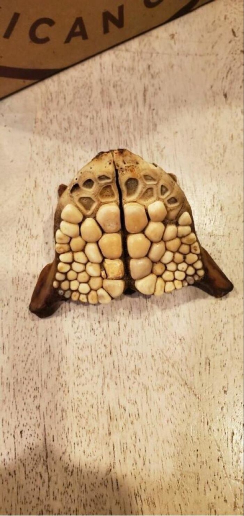 35 veces cuando el Internet ha ayudado a la gente a identificar sus inusual encuentra