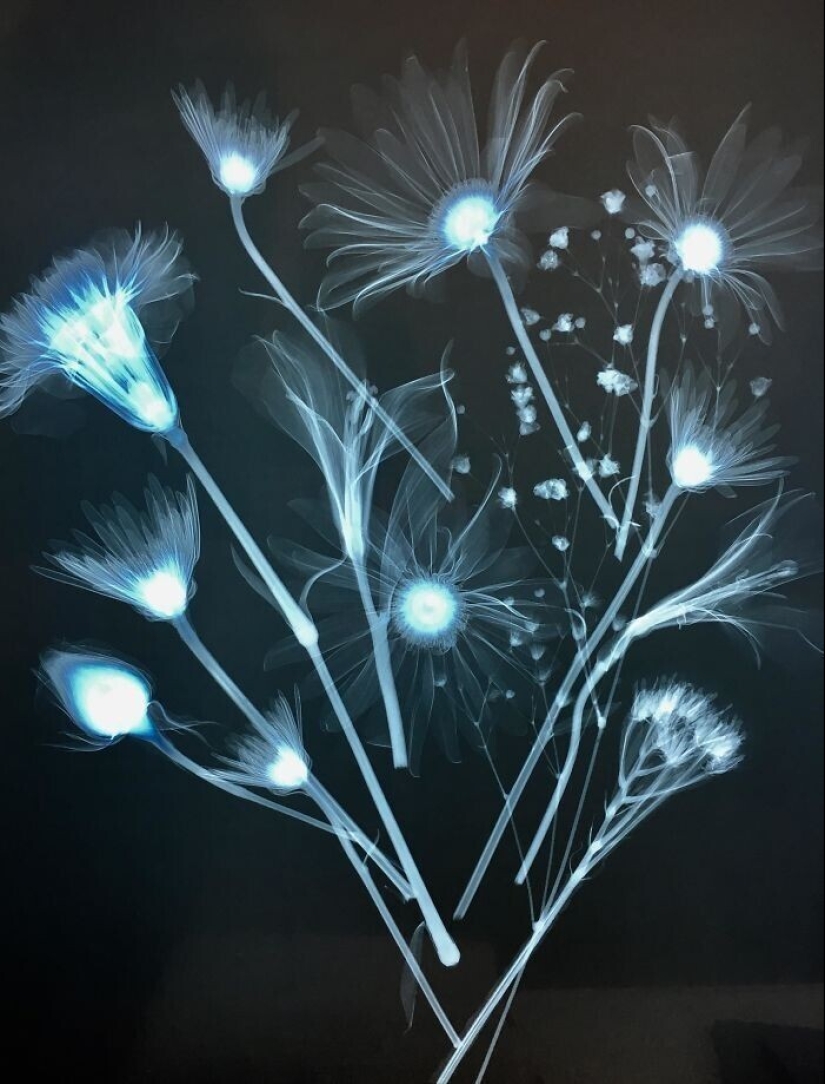 35 x-ray images that reveal the world from an unexpected quarter