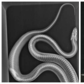 35 x-ray images that reveal the world from an unexpected quarter