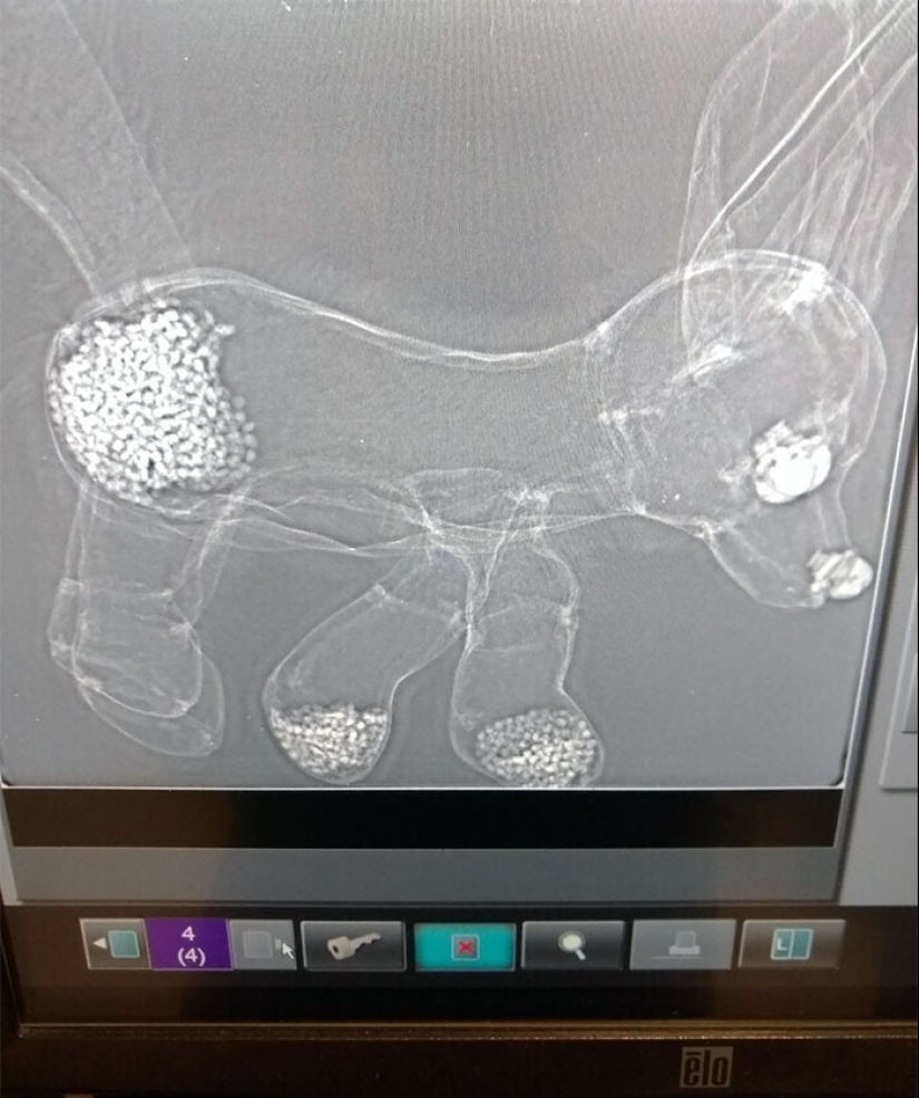 35 x-ray images that reveal the world from an unexpected quarter