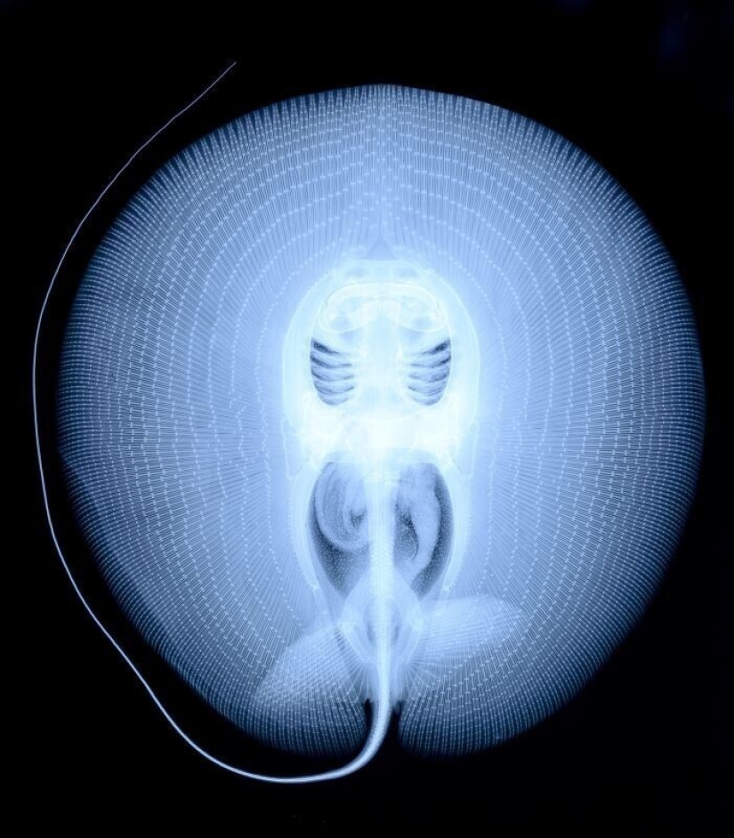35 x-ray images that reveal the world from an unexpected quarter