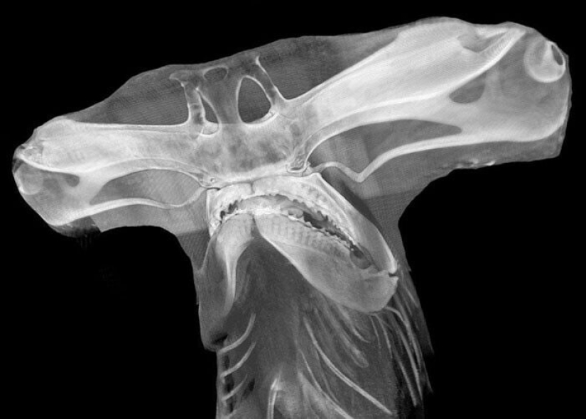 35 x-ray images that reveal the world from an unexpected quarter