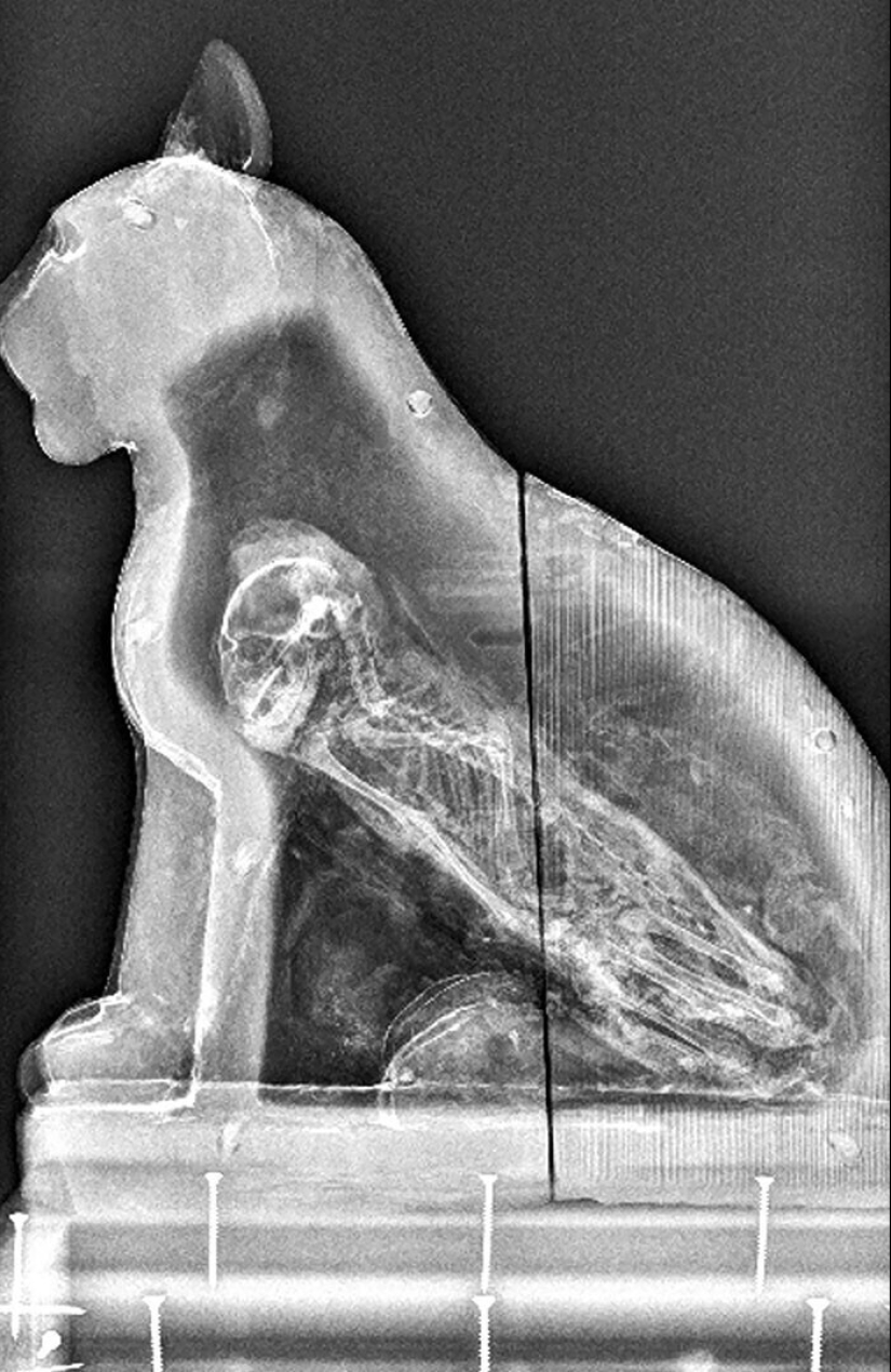 35 x-ray images that reveal the world from an unexpected quarter