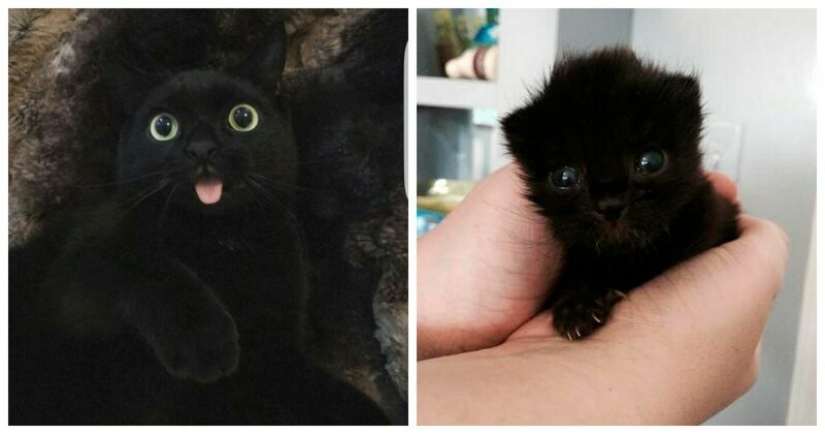 40 charming photos of evidence that black cats need not fear 40 charming photos of evidence that black cats need not fear