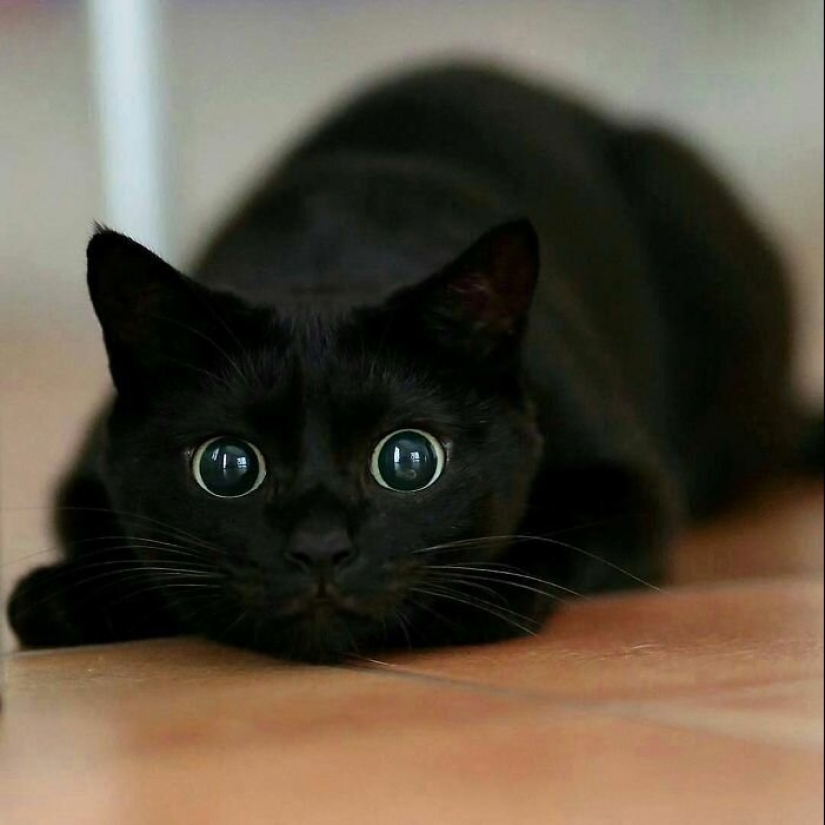 40 charming photos of evidence that black cats need not fear 40 charming photos of evidence that black cats need not fear