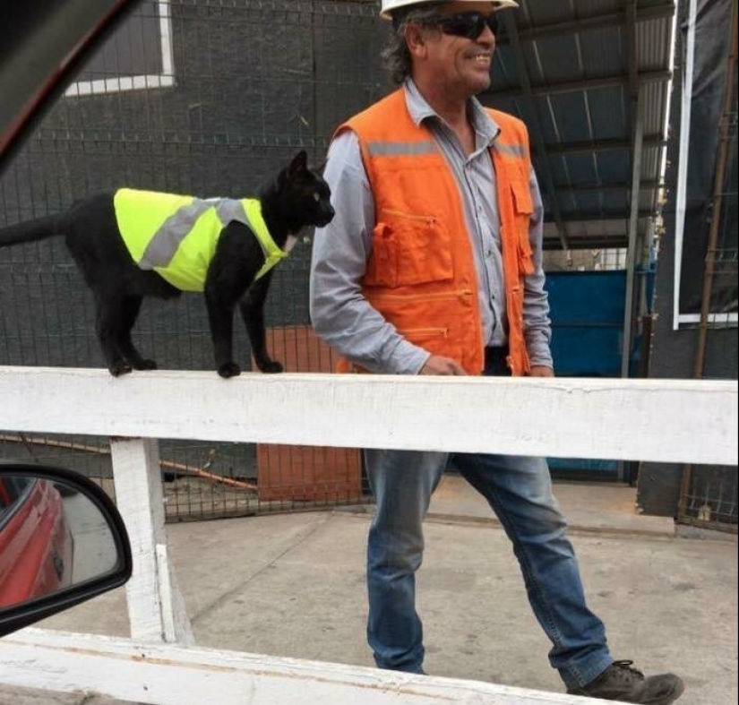 40 charming photos of evidence that black cats need not fear 40 charming photos of evidence that black cats need not fear