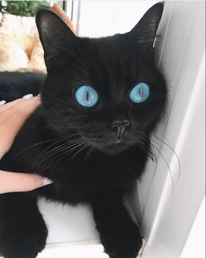 40 charming photos of evidence that black cats need not fear 40 charming photos of evidence that black cats need not fear