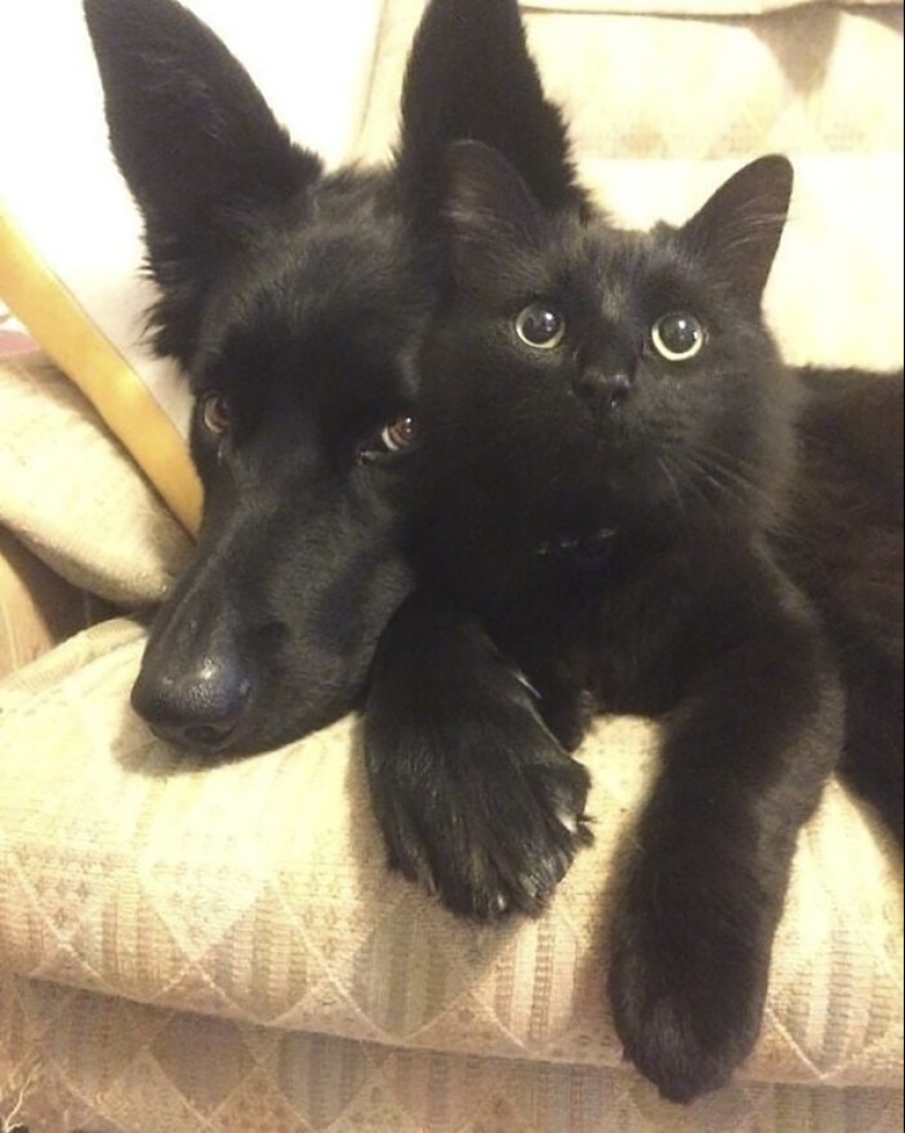 40 charming photos of evidence that black cats need not fear 40 charming photos of evidence that black cats need not fear