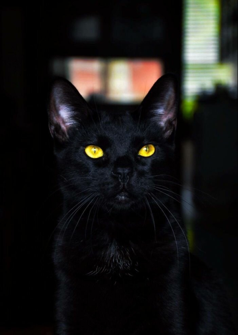 40 charming photos of evidence that black cats need not fear 40 charming photos of evidence that black cats need not fear