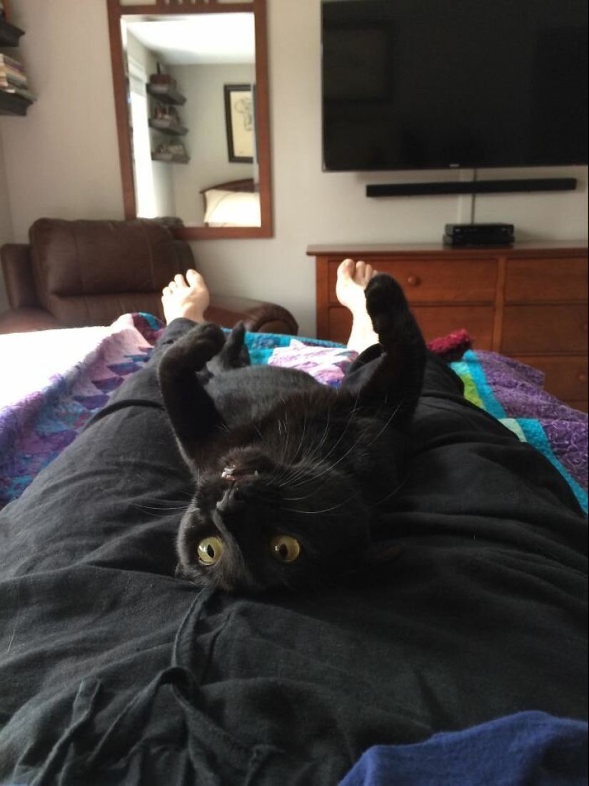 40 charming photos of evidence that black cats need not fear 40 charming photos of evidence that black cats need not fear