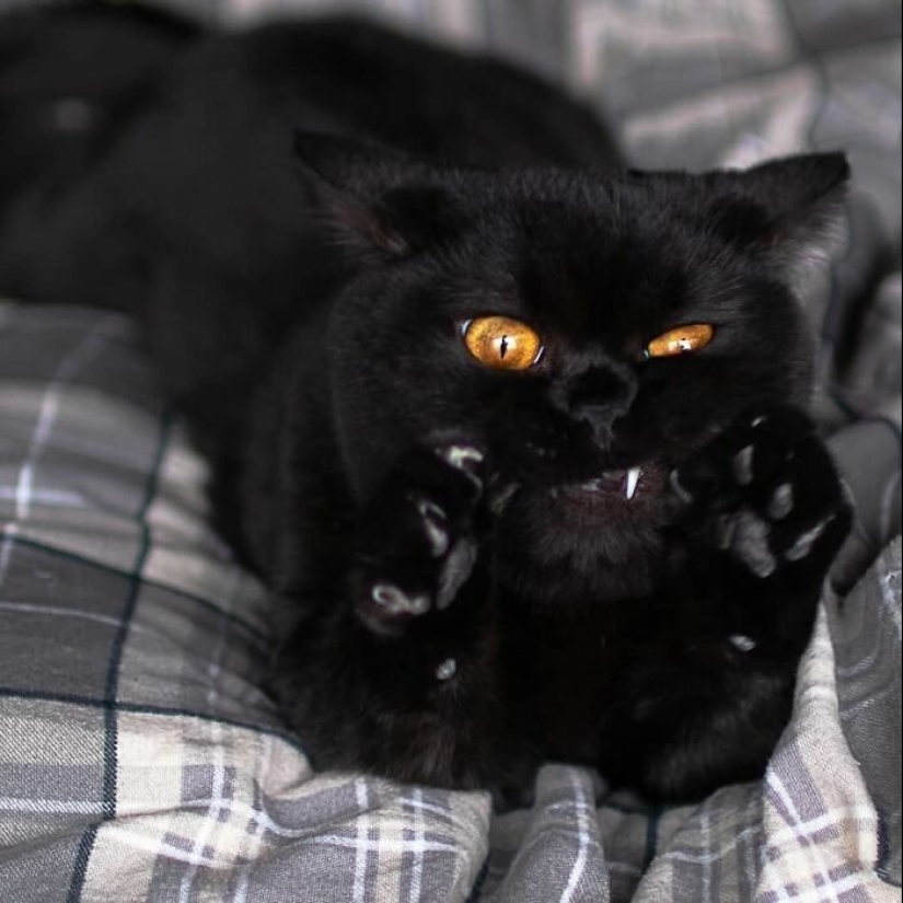 40 charming photos of evidence that black cats need not fear 40 charming photos of evidence that black cats need not fear