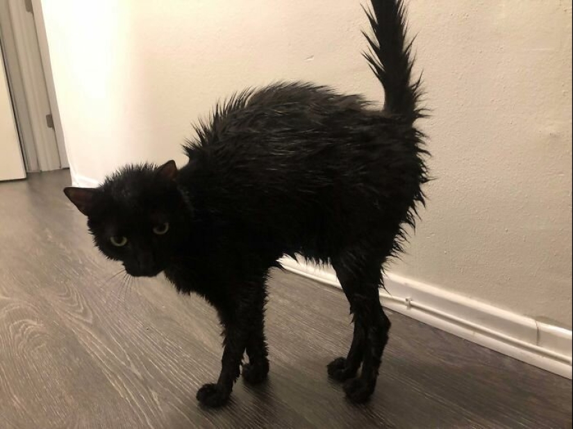 40 charming photos of evidence that black cats need not fear 40 charming photos of evidence that black cats need not fear