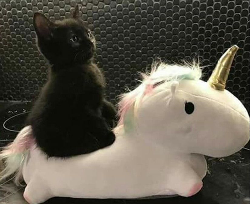 40 charming photos of evidence that black cats need not fear 40 charming photos of evidence that black cats need not fear