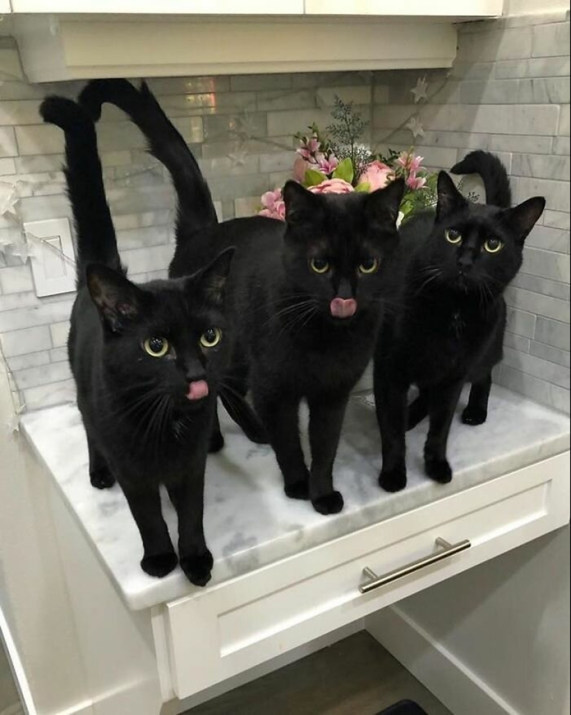 40 charming photos of evidence that black cats need not fear 40 charming photos of evidence that black cats need not fear