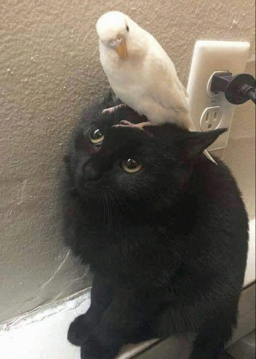 40 charming photos of evidence that black cats need not fear 40 charming photos of evidence that black cats need not fear