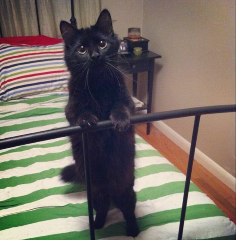 40 charming photos of evidence that black cats need not fear 40 charming photos of evidence that black cats need not fear