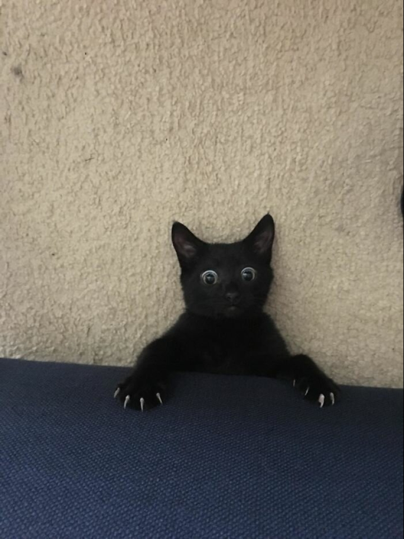 40 charming photos of evidence that black cats need not fear 40 charming photos of evidence that black cats need not fear