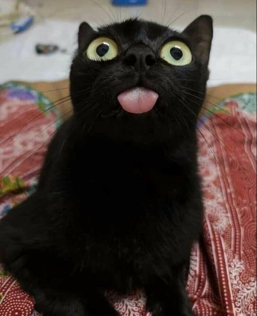 40 charming photos of evidence that black cats need not fear 40 charming photos of evidence that black cats need not fear