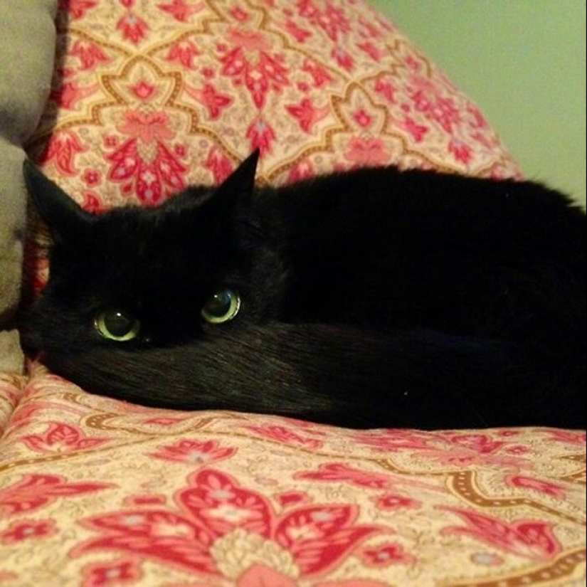 40 charming photos of evidence that black cats need not fear 40 charming photos of evidence that black cats need not fear