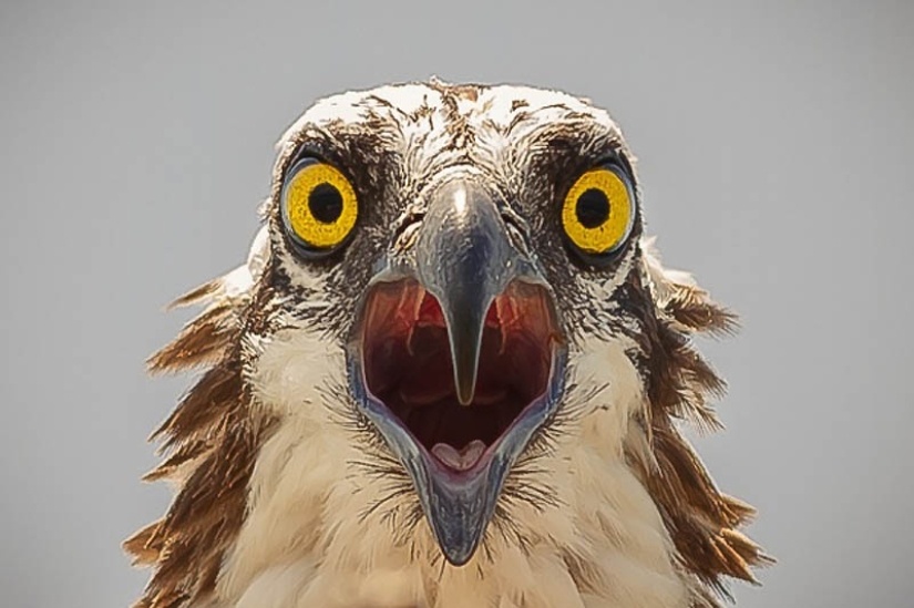 40 de las fotos de animales más exitosas tomadas en el momento adecuado 40 de las fotos de animales más exitosas tomadas en el momento adecuado