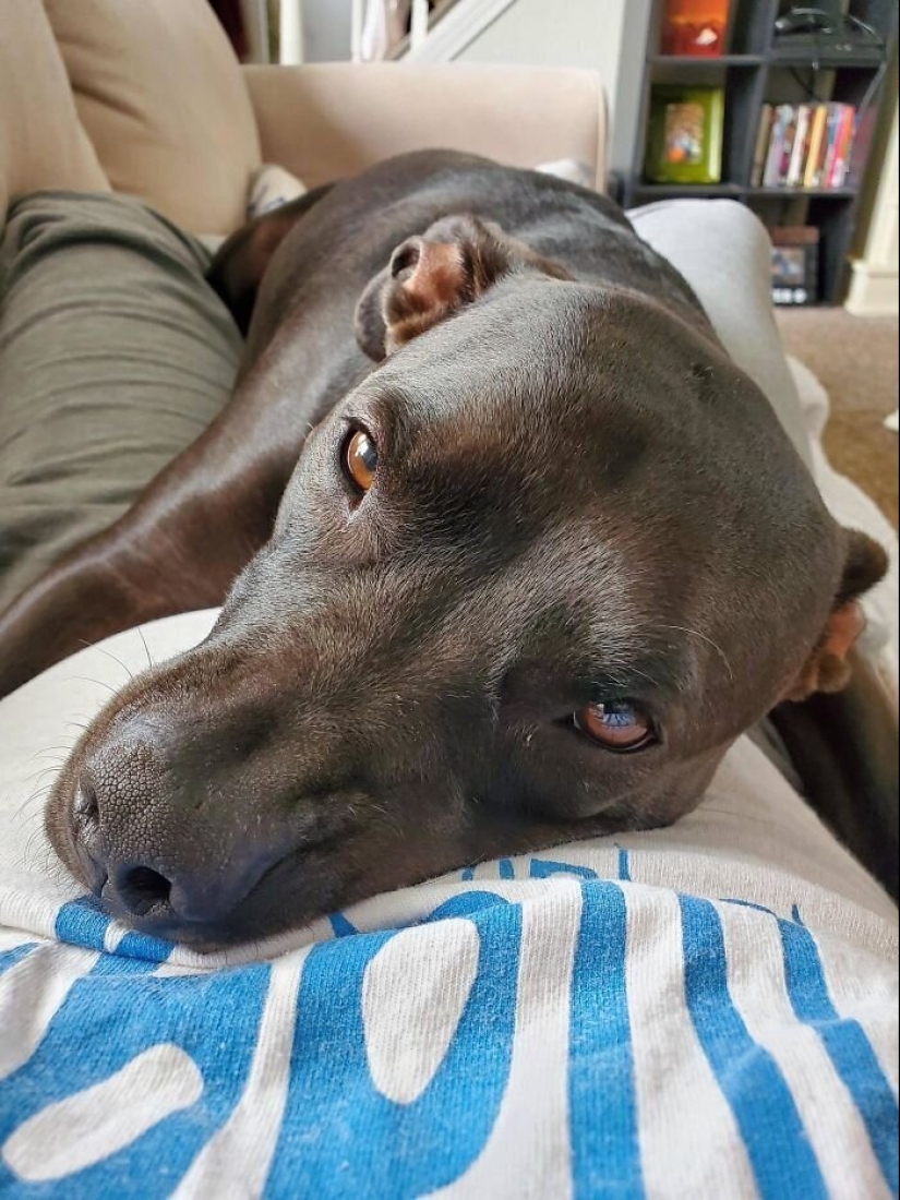 40 dogs and cats whose eyes glow with love and adoration