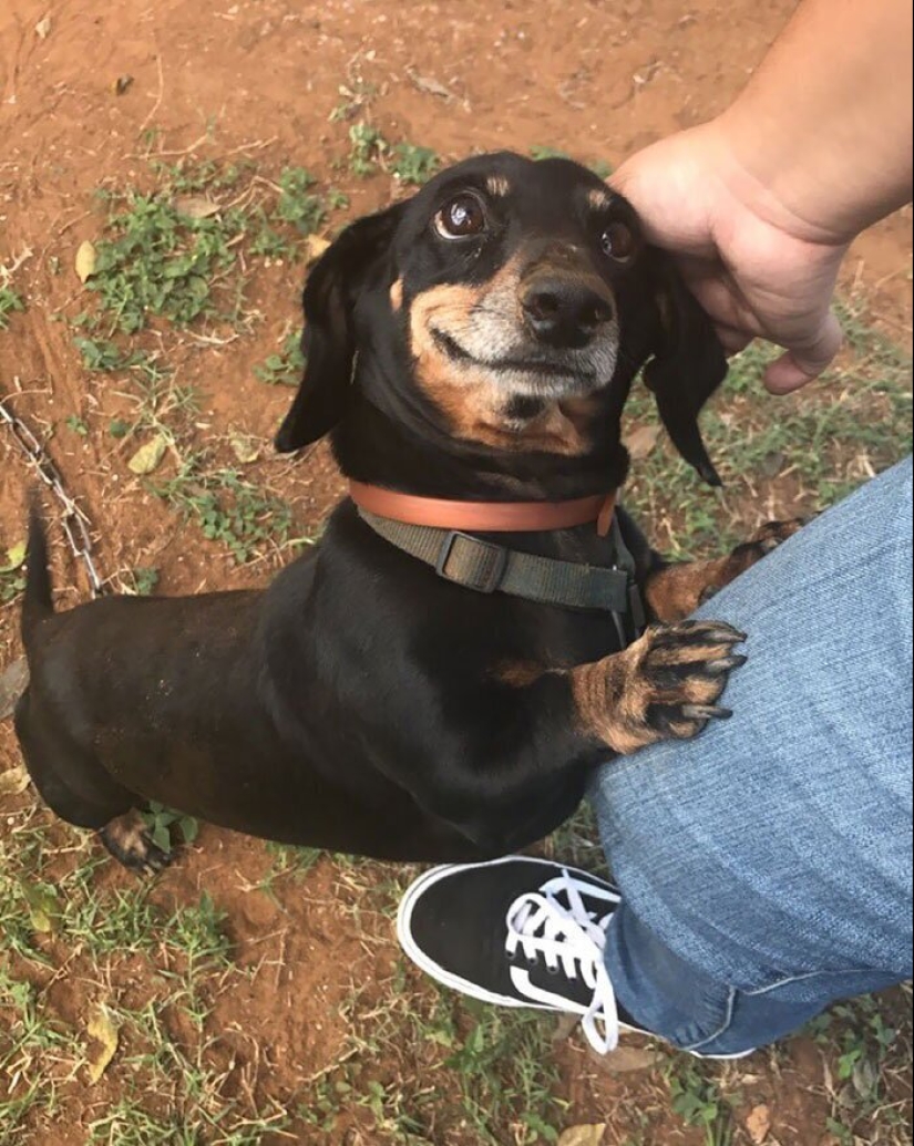 40 dogs and cats whose eyes glow with love and adoration