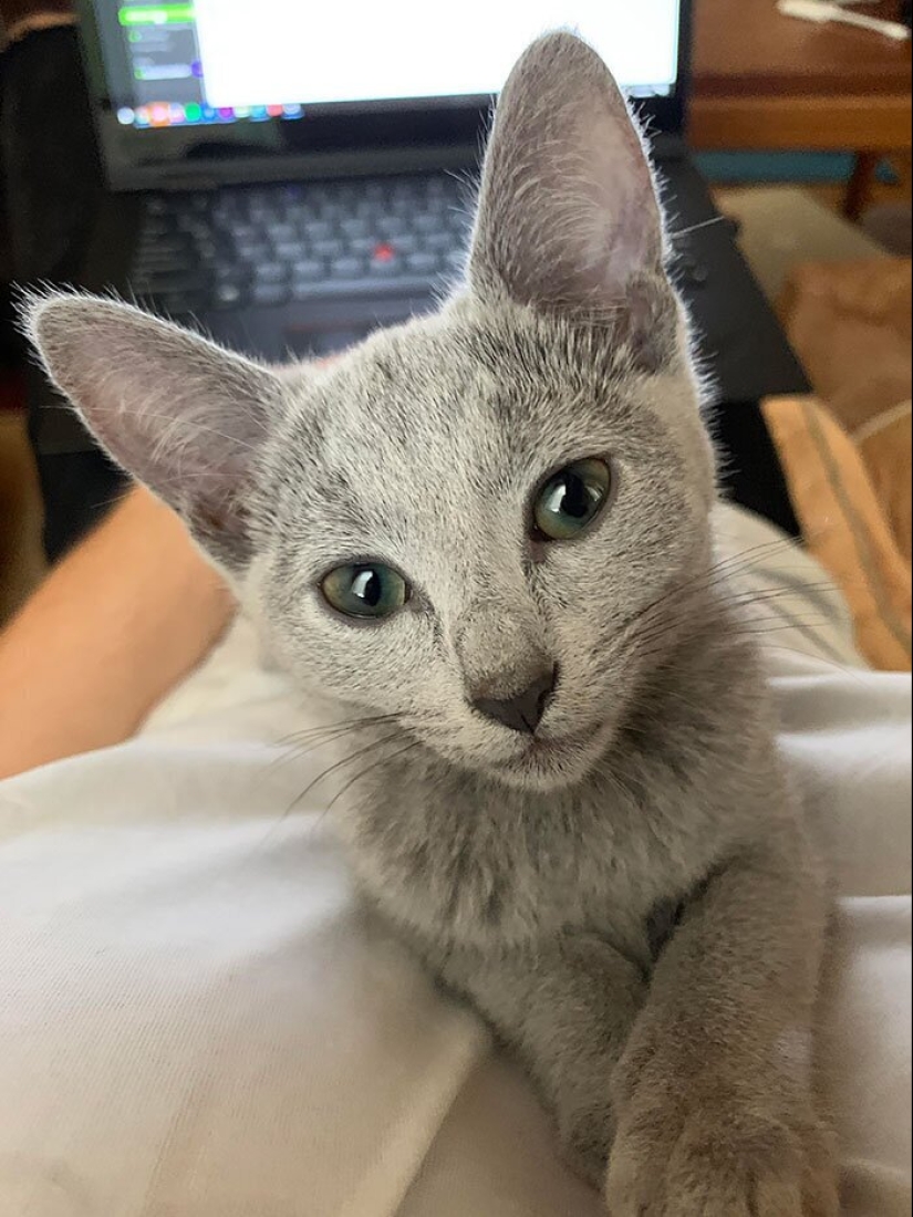 40 dogs and cats whose eyes glow with love and adoration