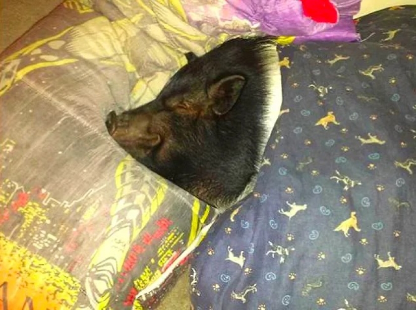 40 ejemplos de terribles huéspedes de hoteles y apartamentos alquilados