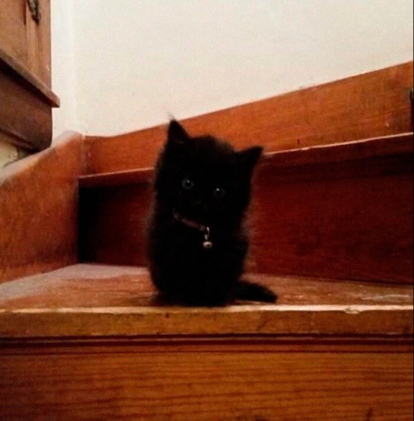 40 encantador fotos de la evidencia de que los gatos negros no tienen por qué temer 40 encantador fotos de la evidencia de que los gatos negros no tienen por qué temer