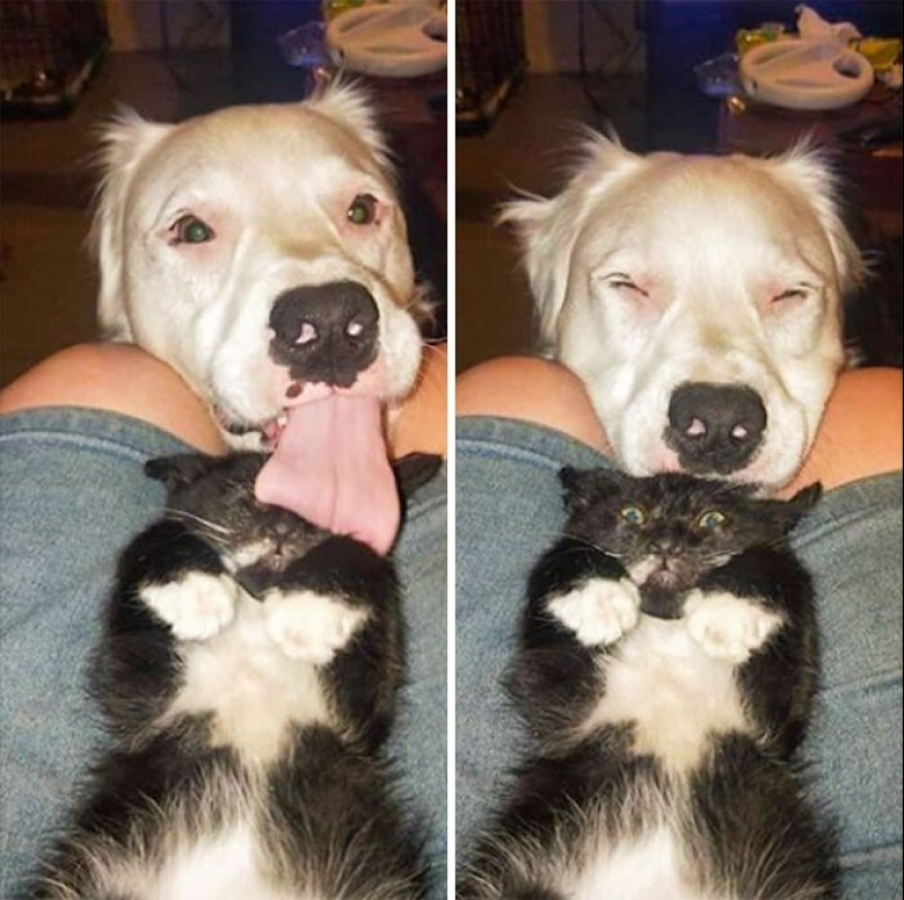 40 gatos increíblemente dramáticos que por alguna razón todavía no tienen un Oscar