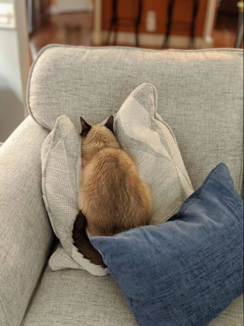 40 gatos increíblemente dramáticos que por alguna razón todavía no tienen un Oscar