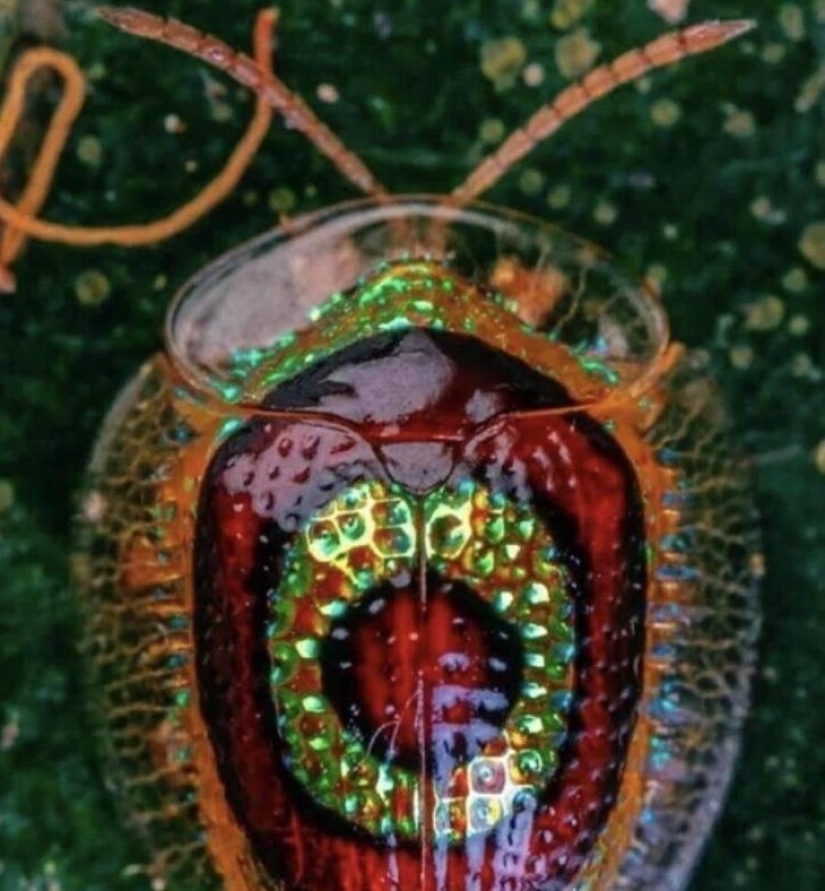 40 imágenes seleccionadas para una pequeña distracción 40 imágenes seleccionadas para una pequeña distracción