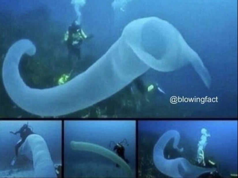 40 imágenes seleccionadas para una pequeña distracción 40 imágenes seleccionadas para una pequeña distracción