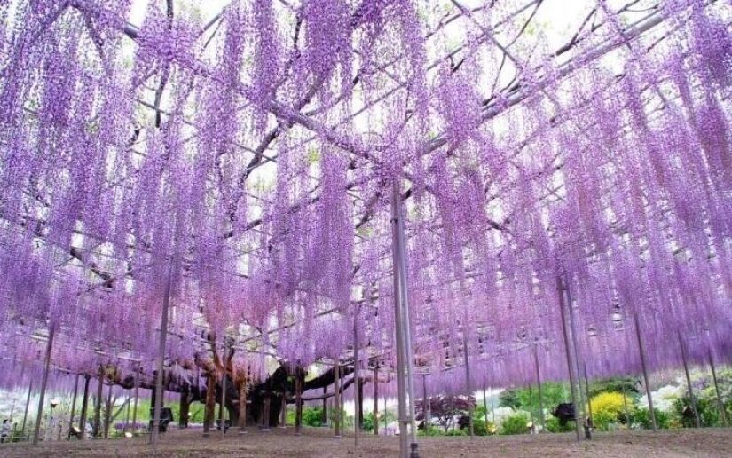 40 imágenes seleccionadas para una pequeña distracción 40 imágenes seleccionadas para una pequeña distracción