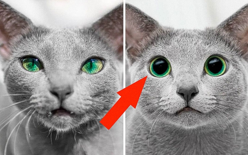 40 increíbles comparaciones: mirar con nuevos ojos familiar