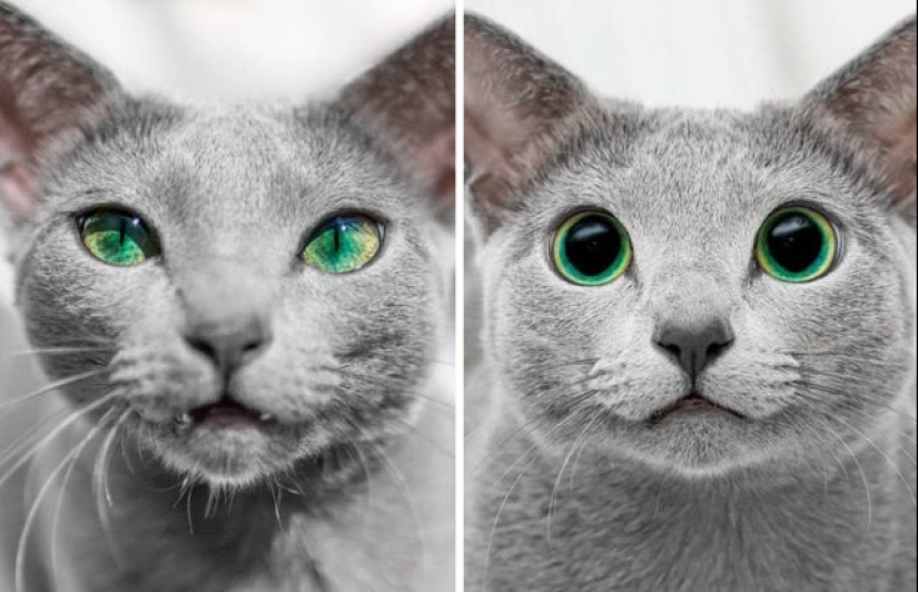 40 increíbles comparaciones: mirar con nuevos ojos familiar
