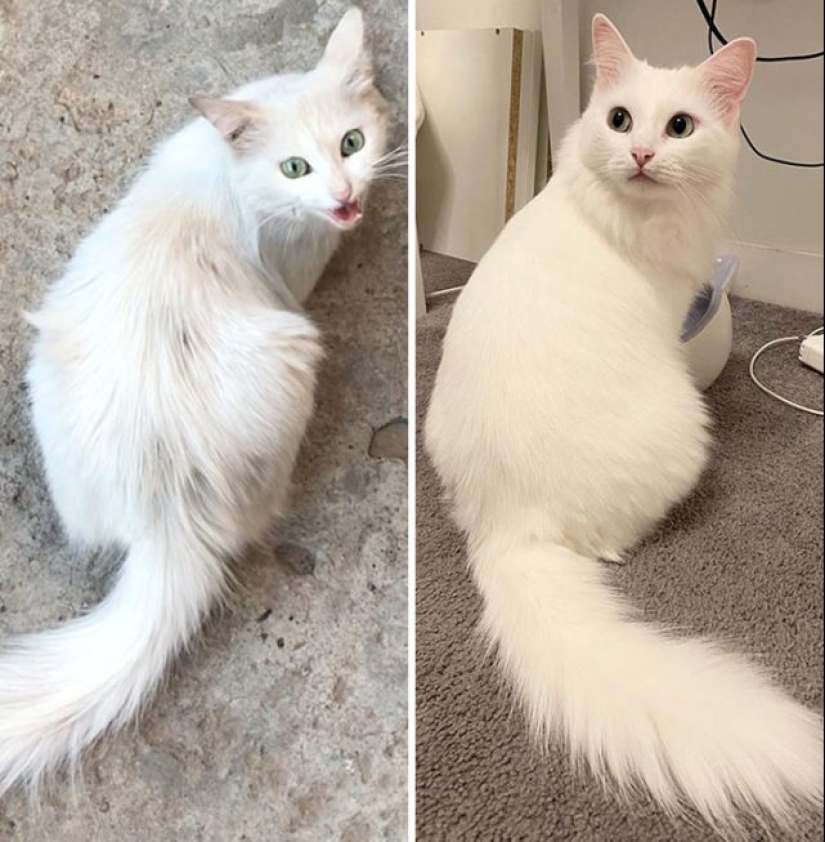 40 increíbles comparaciones: mirar con nuevos ojos familiar