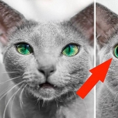 40 increíbles comparaciones: mirar con nuevos ojos familiar