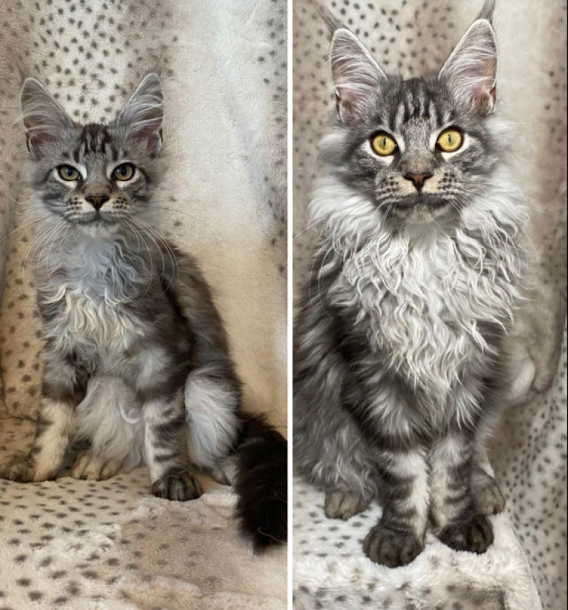 40 increíbles comparaciones: mirar con nuevos ojos familiar