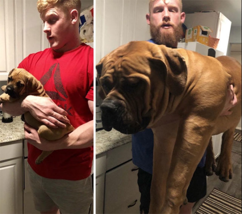 40 increíbles comparaciones: mirar con nuevos ojos familiar