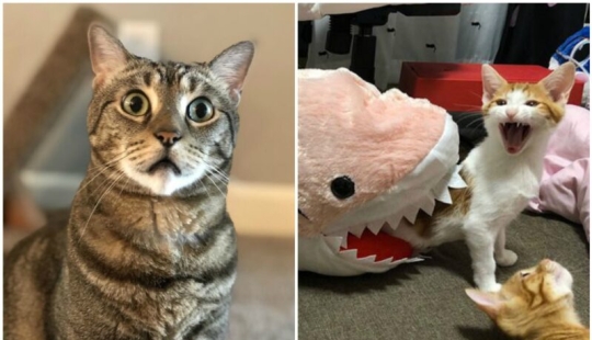 40 incredibly dramatic cats who for some reason still don't have an Oscar