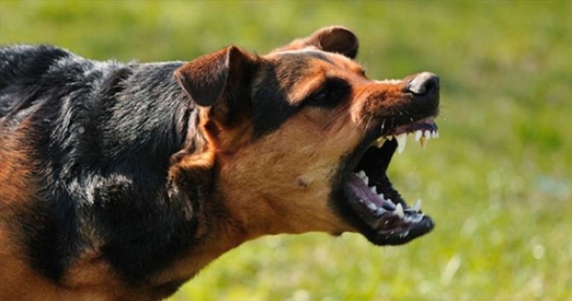 40 injections in the stomach, or the whole truth about rabies vaccinations