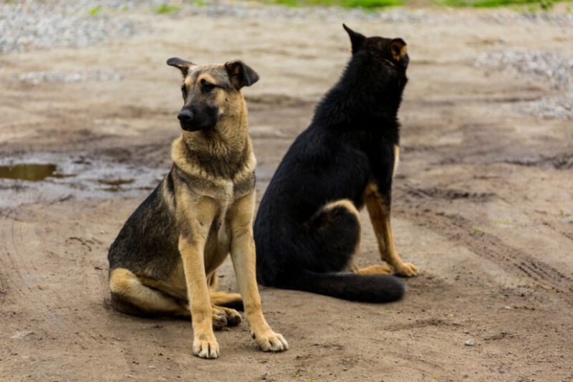 40 injections in the stomach, or the whole truth about rabies vaccinations