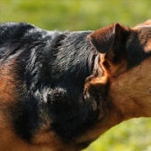 40 injections in the stomach, or the whole truth about rabies vaccinations