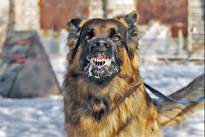 40 injections in the stomach, or the whole truth about rabies vaccinations