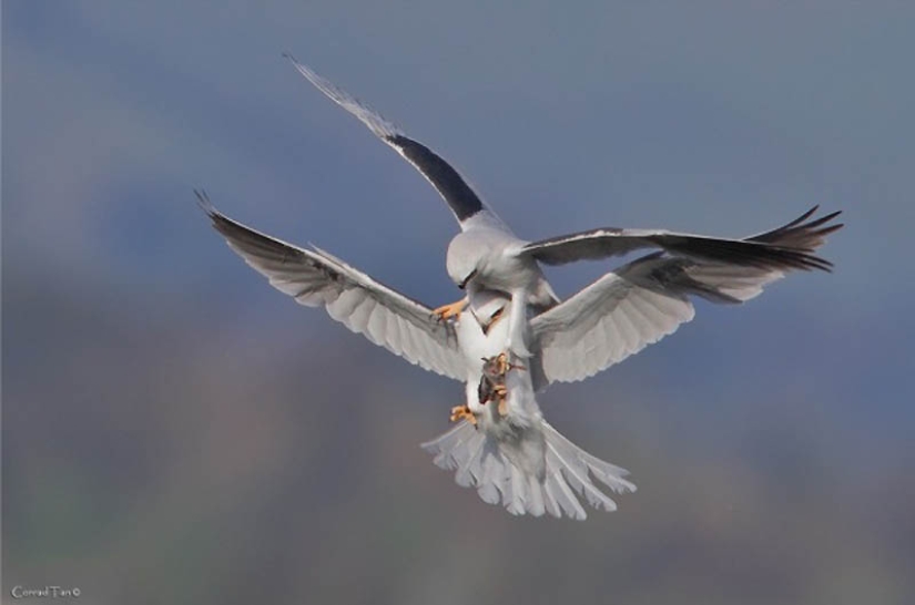 40 of the most successful animal photos taken at the right moment 40 of the most successful animal photos taken at the right moment